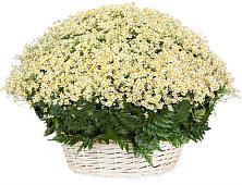 Цветочная композиция из Ромашки в корзине #REPLACE_PRED# Поселок санатория Озеро Белое